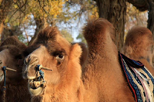 ����ɺ����ֳ���