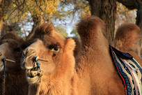 ����ɺ����ֳ���