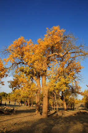 ����ɺ����ֳ���