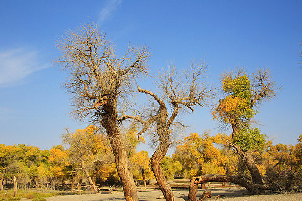 ����ɺ����ֵĿ���