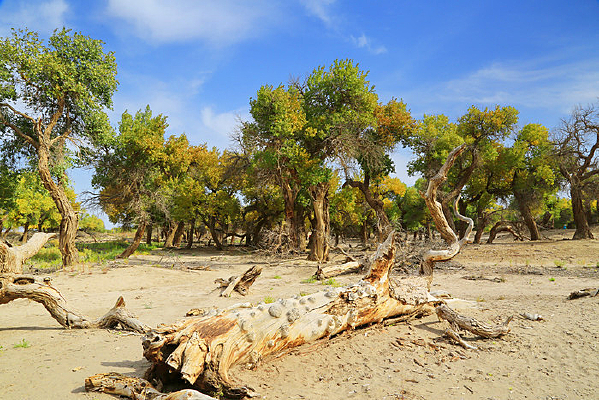 ����ɺ������µ�ǧ�����