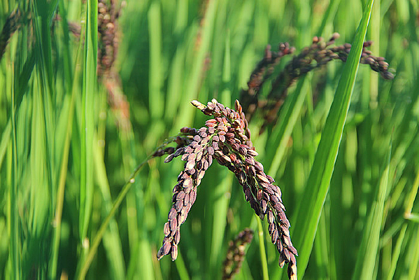 ����΢������