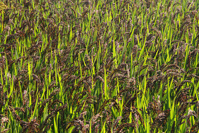 ��ɫ����