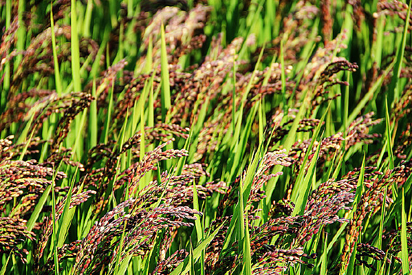 ��ɫ������д