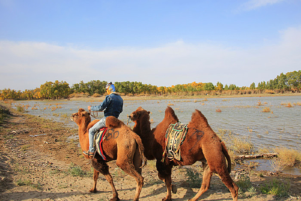 �������ɺ���������