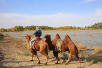 �������ɺ���������