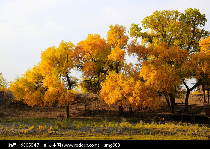 ��ɫ�Ķ���ɺ�������ͼƬ