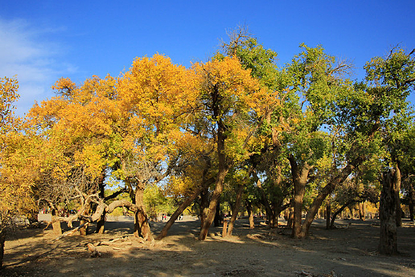 ��ɫ�������ɫ��������