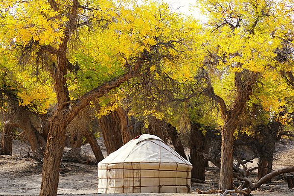 ��ɫ���������µ��ɹŰ�