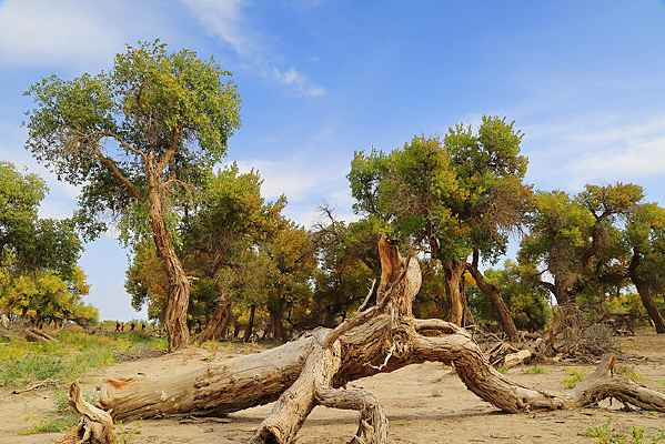 ǧ�������������������