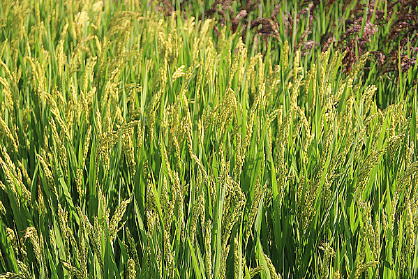 ��ɫ������