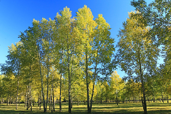 ��ɫ����