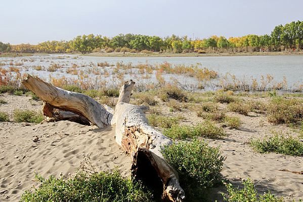 ���ںӱߵĺ���������