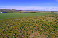 ��ԭ������ҩ��