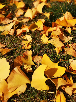 ��������Ҷ