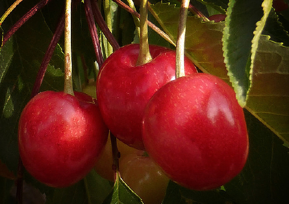 ���ź�ӣ��