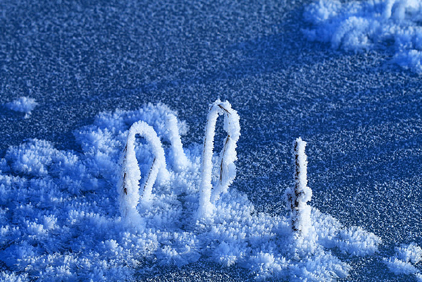 ����˪Ҷѩ��