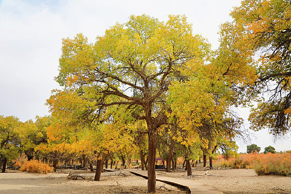 ����ɺ����ֶ�����