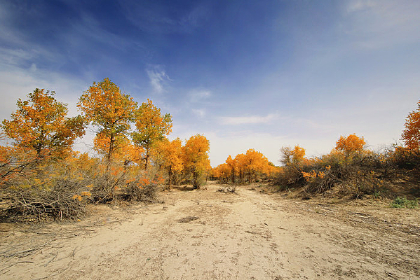 ������ߵ��ź����ֵ�