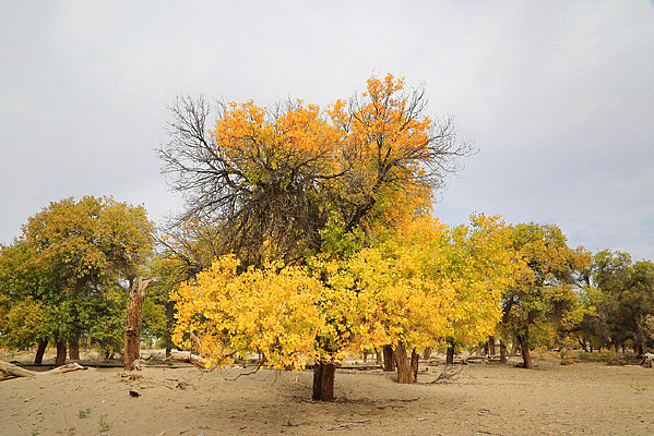 ��������ɳĮ��������