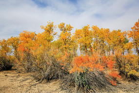 ��ɫ��ɳ���ͺ���