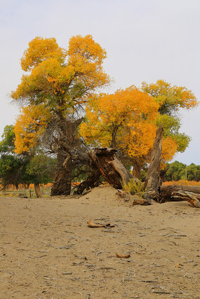 �����ֶ����ɳĮ������