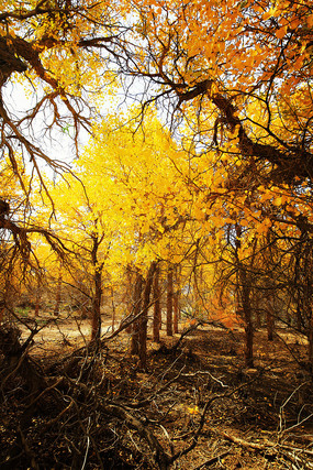 �����ֽ�ɫ����