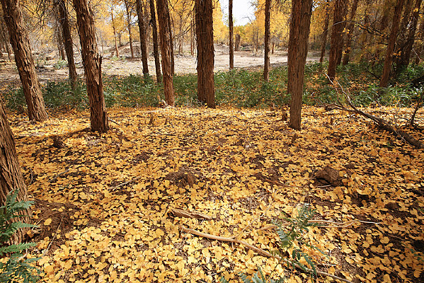 ��������Ҷ 