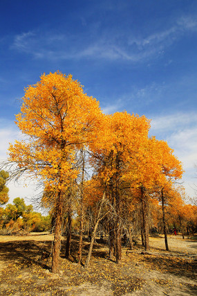 �������е�ɳ��