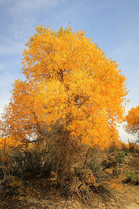 ��ɫ�ĺ�����