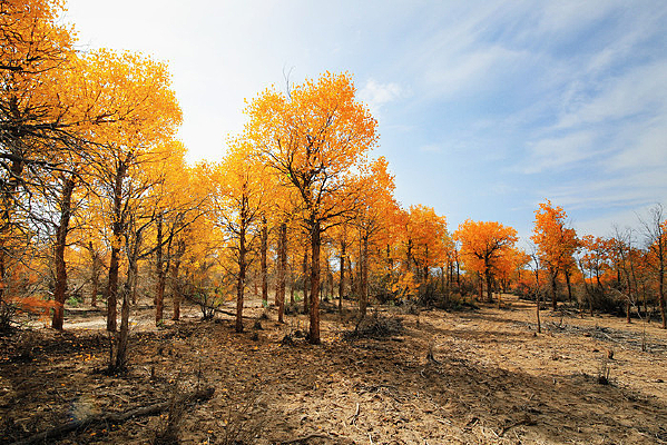 ��ɫ��ɭ�ֺ�������