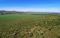 ����ɽ����ҩ��