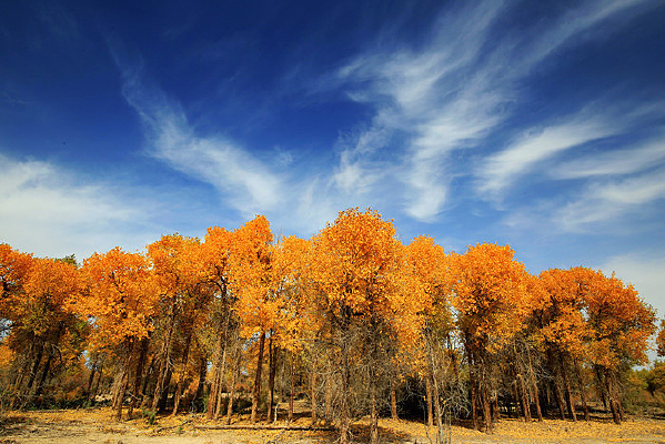 �ߵ��ŵĺ�������