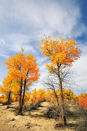 ɳ���ϵĺ�����