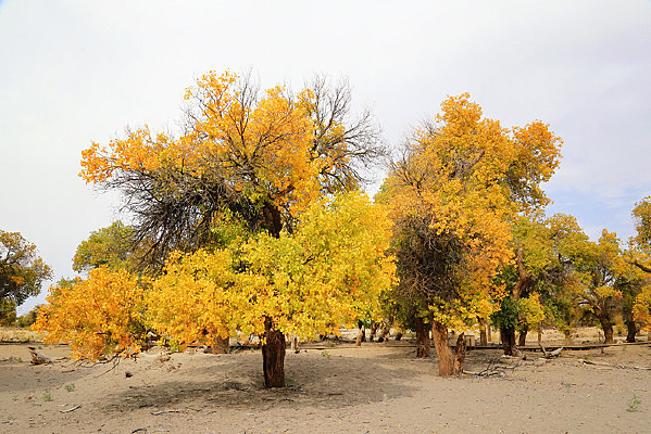 ɳĮ��������