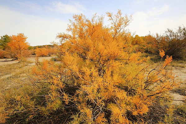 ɳĮֲ��ɳ���ͺ�ֲ��