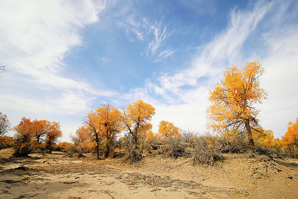 ϡ��ĺ�������