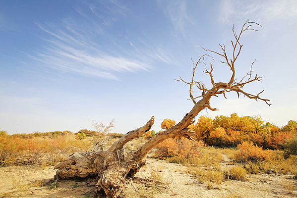 ����ǧ��ĺ���������