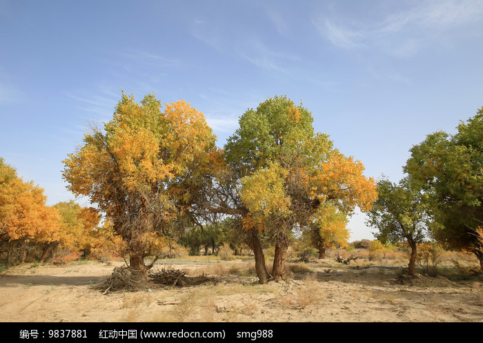 ����ɺ�����ԭ��̬ͼƬ