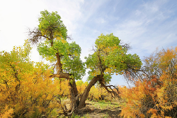 ��ɫ��ǧ���������