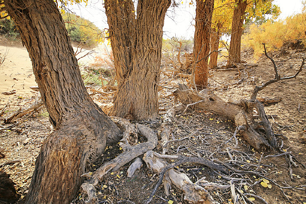 ������ߵ��ź�����