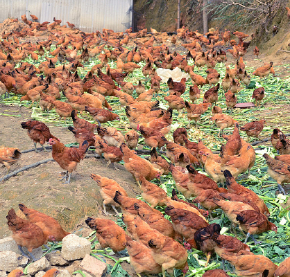 ������ֳ����