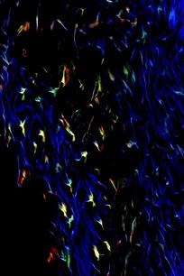 Ψ��Ѥ��������Ʊ���