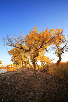 �������Ժ�����ˮ�泿��