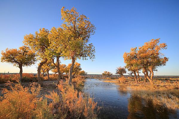 ����ɺӱߵĺ����ֵ�Ӱ