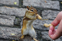 �Ի����Ļ�����