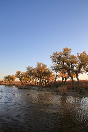 �����ֵ��ճ�����