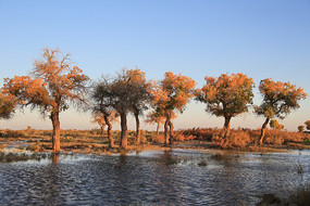 ˮ�к����ֲ�������