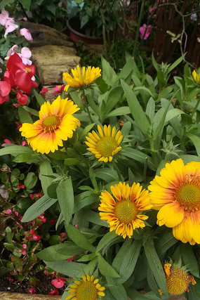 �����ųǵľջ�