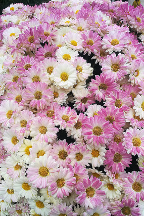 �����Ļ���